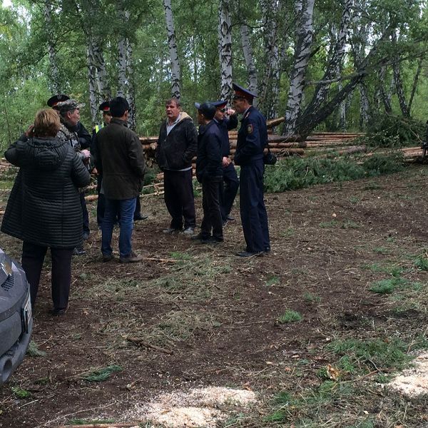 Составление акта по нарушению вырубки леса