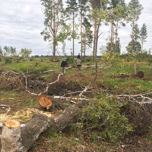 Вырубка леса. Акмолинская область