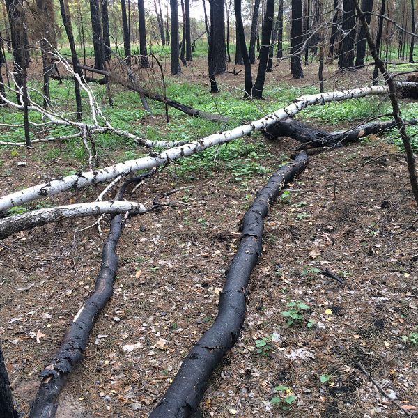 Выгоревшие участки леса. Акмолинская область